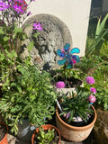 Light  Blue Flowers